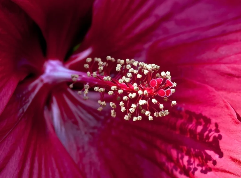 CardioCharge™ Hibiscus Flower Extract for circulation support